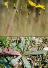 Einzelbild 3 Florentiner Habichtskraut - Hieracium piloselloides