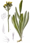 Einzelbild 4 Florentiner Habichtskraut - Hieracium piloselloides