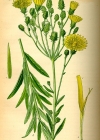 Einzelbild 3 Doldiges Habichtskraut - Hieracium umbellatum aggr.