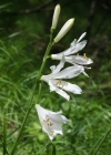 Einzelbild 1 Weisse Trichterlilie - Paradisea liliastrum