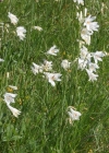 Einzelbild 4 Weisse Trichterlilie - Paradisea liliastrum