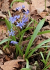 Einzelbild 2 Zweiblättriger Blaustern - Scilla bifolia