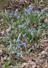 Einzelbild 3 Zweiblättriger Blaustern - Scilla bifolia