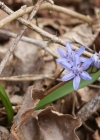Einzelbild 4 Zweiblättriger Blaustern - Scilla bifolia