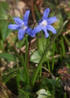 Einzelbild 1 Zweiblättriger Blaustern - Scilla bifolia