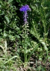 Einzelbild 2 Schopfige Traubenhyazinthe - Muscari comosum