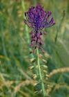 Einzelbild 3 Schopfige Traubenhyazinthe - Muscari comosum