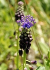 Einzelbild 4 Schopfige Traubenhyazinthe - Muscari comosum