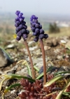 Einzelbild 2 Weinberg-Traubenhyazinthe - Muscari neglectum aggr.