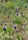 Einzelbild 3 Weinberg-Traubenhyazinthe - Muscari neglectum aggr.