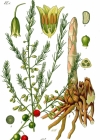 Einzelbild 2 Gemüse-Spargel - Asparagus officinalis