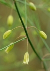 Einzelbild 3 Gemüse-Spargel - Asparagus officinalis