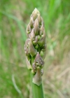 Einzelbild 1 Gemüse-Spargel - Asparagus officinalis