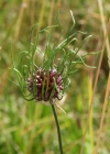 Einzelbild 2 Weinberg-Lauch - Allium vineale