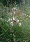 Einzelbild 4 Ross-Lauch - Allium oleraceum