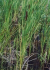 Einzelbild 2 Schmalblättriger Rohrkolben - Typha angustifolia