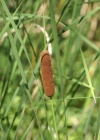 Einzelbild 4 Schmalblättriger Rohrkolben - Typha angustifolia
