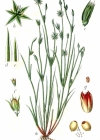 Einzelbild 2 Kröten-Binse - Juncus bufonius