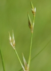 Einzelbild 3 Kröten-Binse - Juncus bufonius