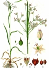 Einzelbild 4 Gewöhnliche Weissliche Hainsimse - Luzula luzuloides subsp. luzuloides