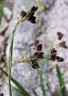Einzelbild 1 Braune Hainsimse - Luzula alpinopilosa