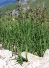 Einzelbild 3 Braune Hainsimse - Luzula alpinopilosa