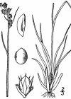 Einzelbild 2 Gewöhnliche Ährige Hainsimse - Luzula spicata subsp. spicata