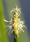 Einzelbild 2 Gewöhnliche Sumpfbinse - Eleocharis palustris
