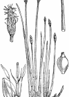 Einzelbild 4 Gewöhnliche Sumpfbinse - Eleocharis palustris