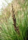 Einzelbild 2 Rispen-Segge - Carex paniculata