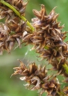 Einzelbild 4 Rispen-Segge - Carex paniculata