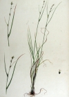 Einzelbild 2 Lockerährige Segge - Carex remota