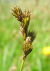 Einzelbild 1 Hasenpfoten-Segge - Carex leporina