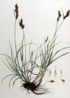 Einzelbild 2 Hasenpfoten-Segge - Carex leporina