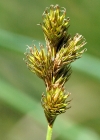 Einzelbild 3 Hasenpfoten-Segge - Carex leporina
