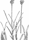 Einzelbild 4 Hasenpfoten-Segge - Carex leporina