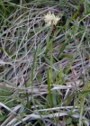 Einzelbild 3 Berg-Segge - Carex montana