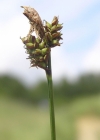 Einzelbild 1 Berg-Segge - Carex montana
