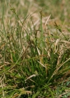 Einzelbild 2 Pillen-Segge - Carex pilulifera