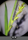 Einzelbild 3 Wimper-Segge - Carex pilosa