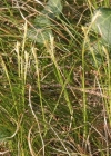 Einzelbild 2 Weisse Segge - Carex alba