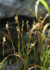 Einzelbild 3 Weisse Segge - Carex alba