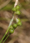 Einzelbild 4 Weisse Segge - Carex alba