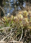 Einzelbild 3 Niedrige Segge - Carex humilis