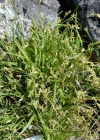 Einzelbild 3 Vogelfuss-Segge - Carex ornithopoda
