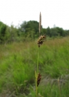 Einzelbild 2 Saum-Segge - Carex hostiana