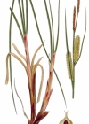 Einzelbild 2 Schnabel-Segge - Carex rostrata