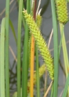 Einzelbild 3 Schnabel-Segge - Carex rostrata