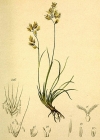 Einzelbild 2 Niedriger Schwingel - Festuca quadriflora