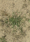 Einzelbild 1 Kleines Liebesgras - Eragrostis minor